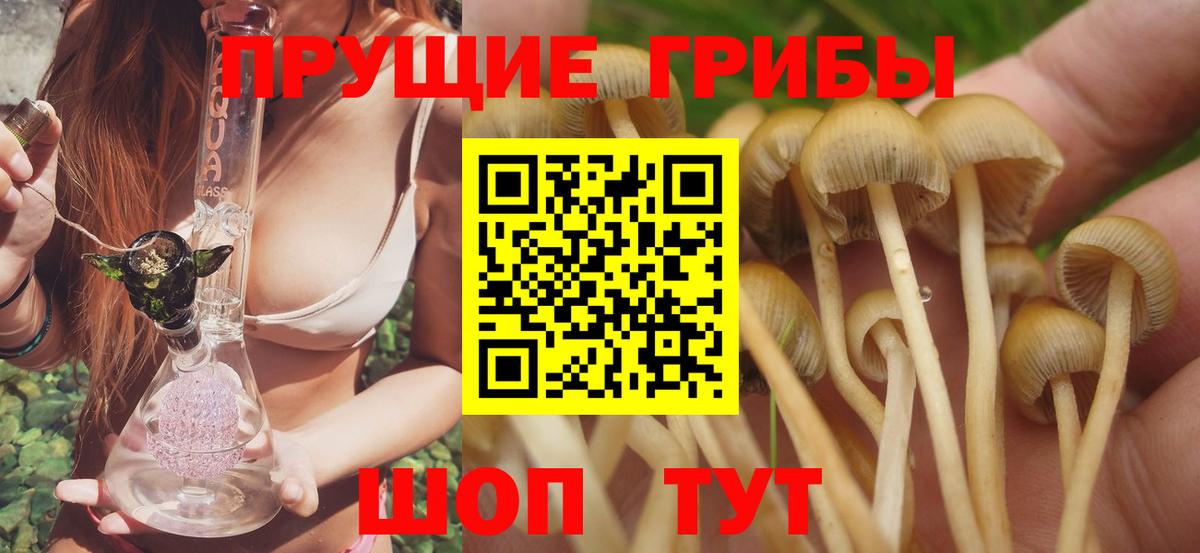 Галлюциногенные грибы Psilocybine cubensis Муравленко